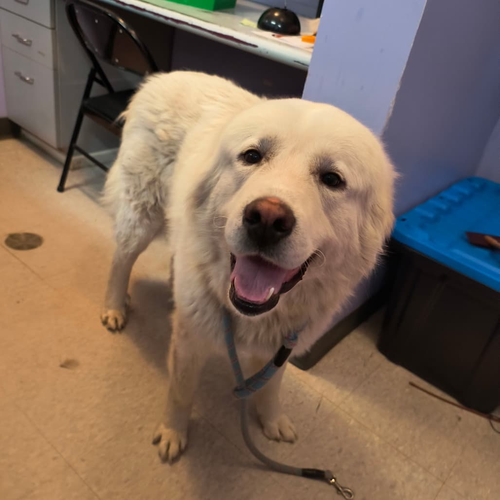 Odin - Pyrenees, Great available for adoption