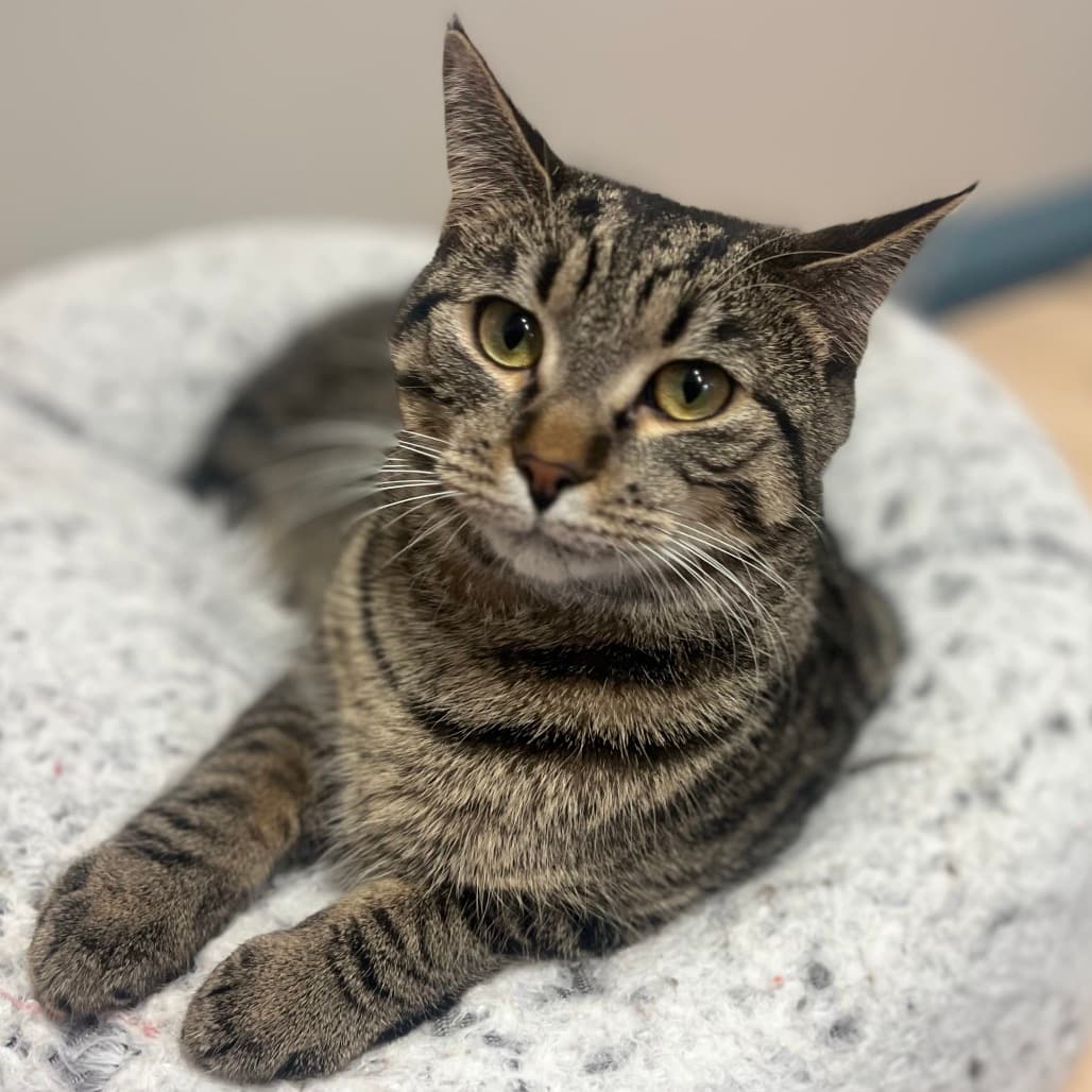 Chip - Domestic Shorthair cat available for adoption at Battlefords Humane Society in Saskatchewan