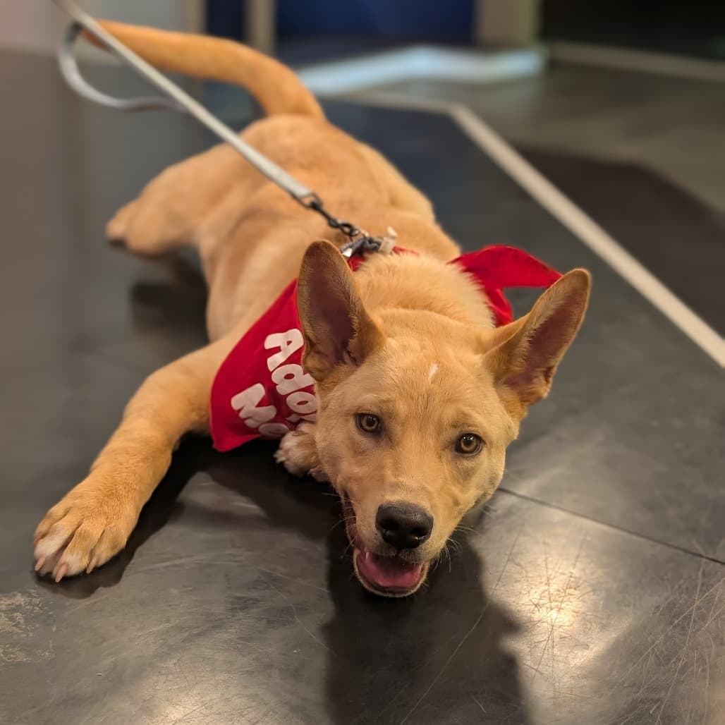 Teddy - Mixed Breed (Medium) available for adoption