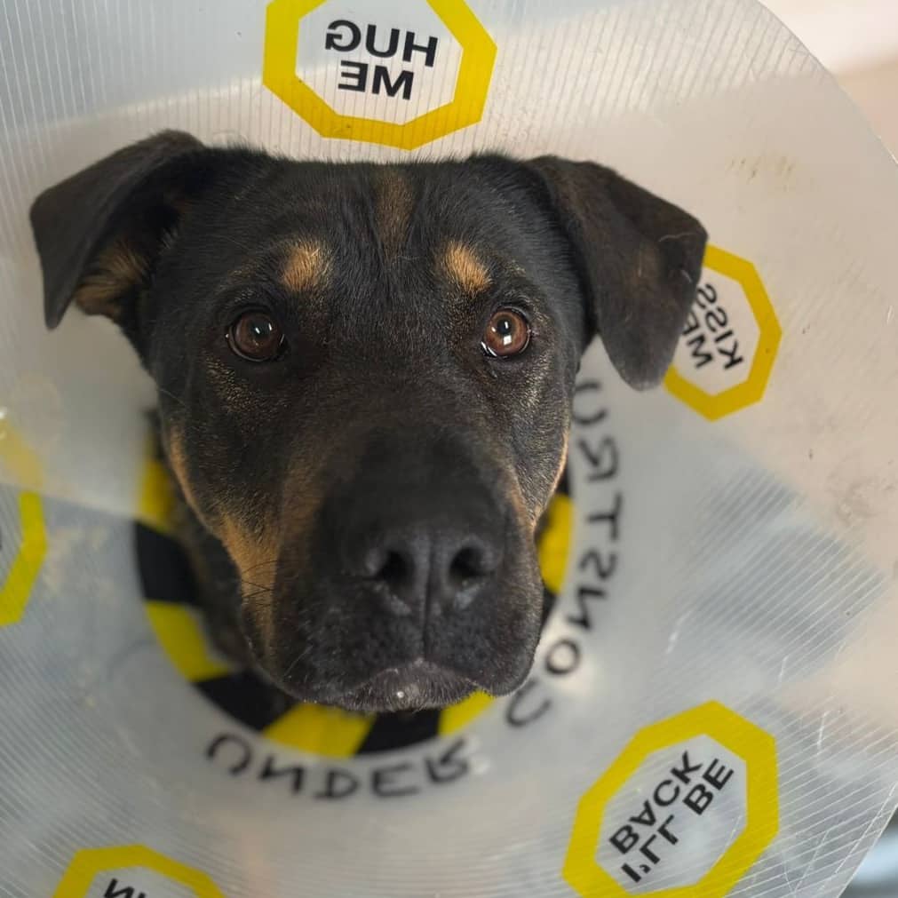 Chewy - MIXED BREED available for adoption in Alberta