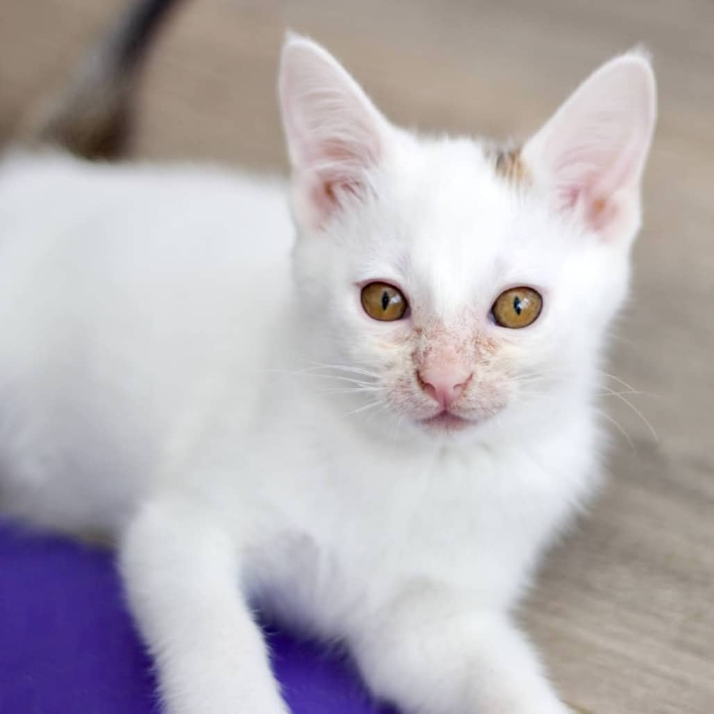 Diego - Domestic Shorthair available for adoption