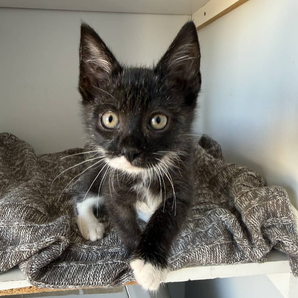 Tiny - Domestic Shorthair available for adoption