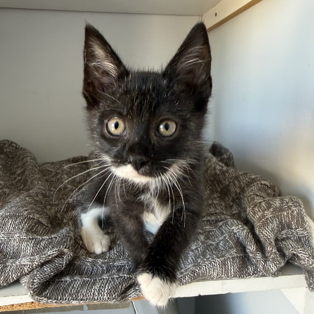 Tiny - Domestic Shorthair available for adoption