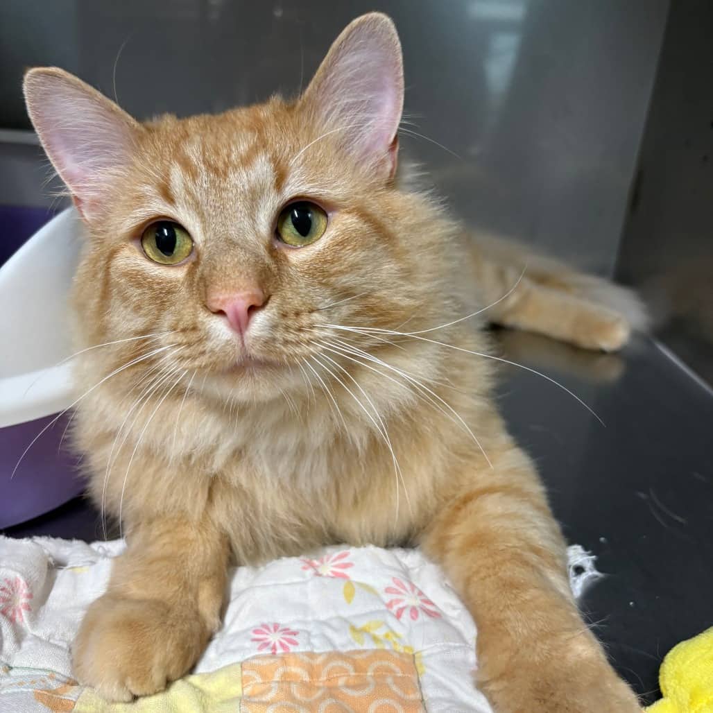 Otis - Domestic Medium Hair cat available for adoption at North East SPCA in Melfort