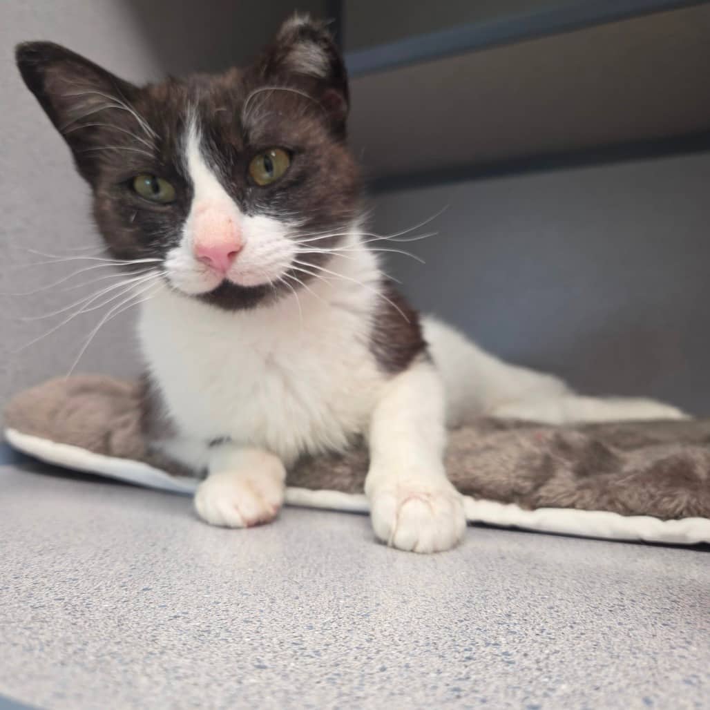 Spirit - Domestic Shorthair available for adoption