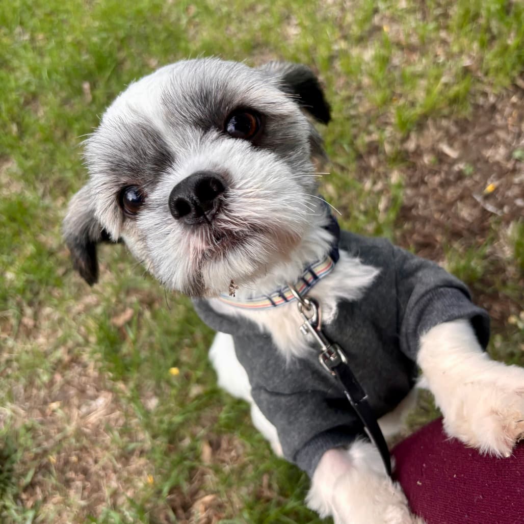 Falkor - Mixed Breed available for adoption in Calgary
