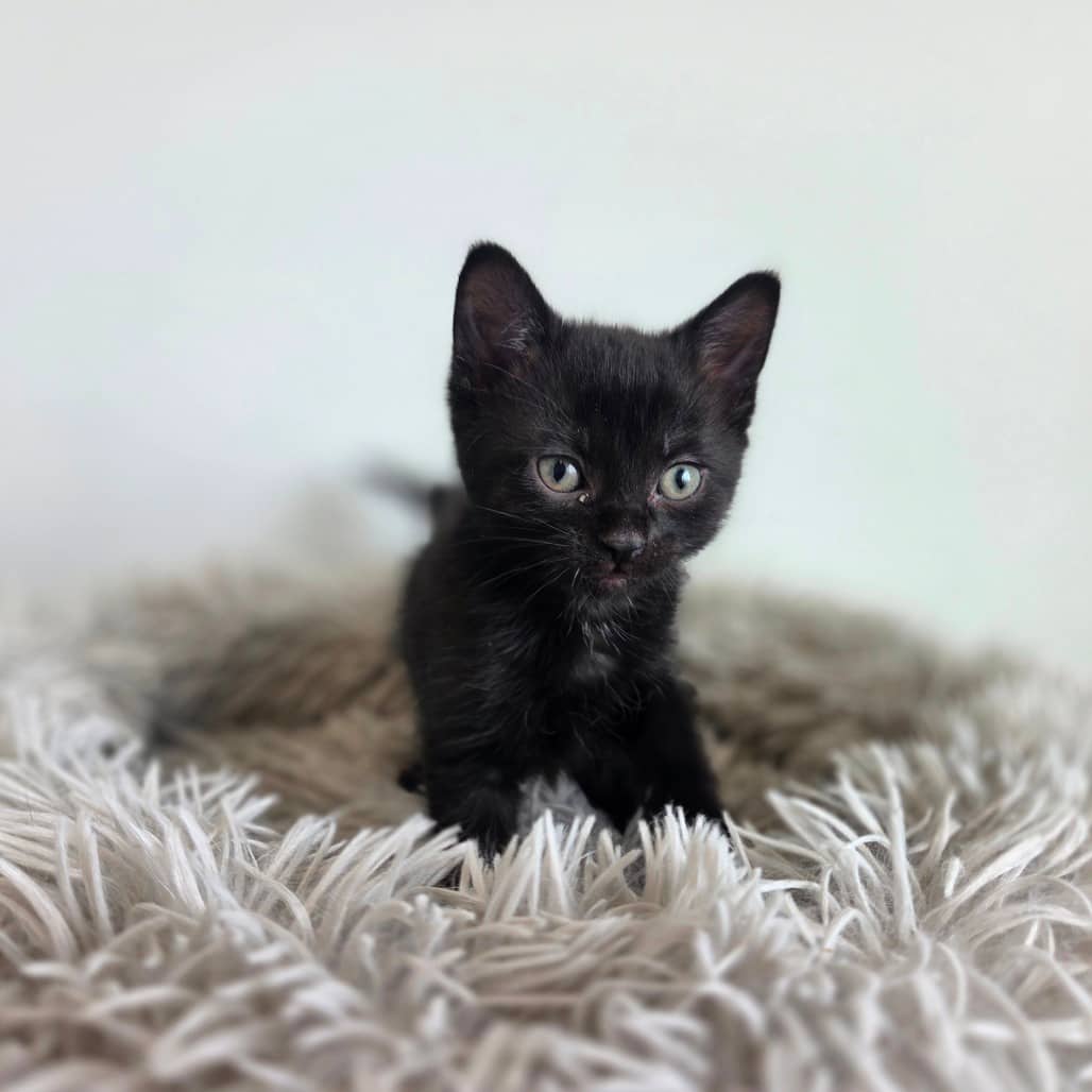 Dill - Domestic Shorthair cat available for adoption at Battlefords Humane Society in North Battleford
