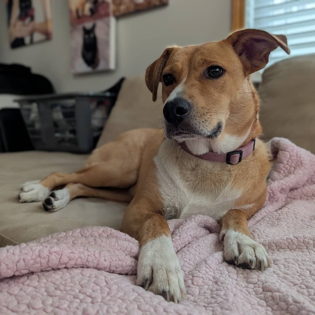 Pocket - SHEPHERD/MIX available for adoption
