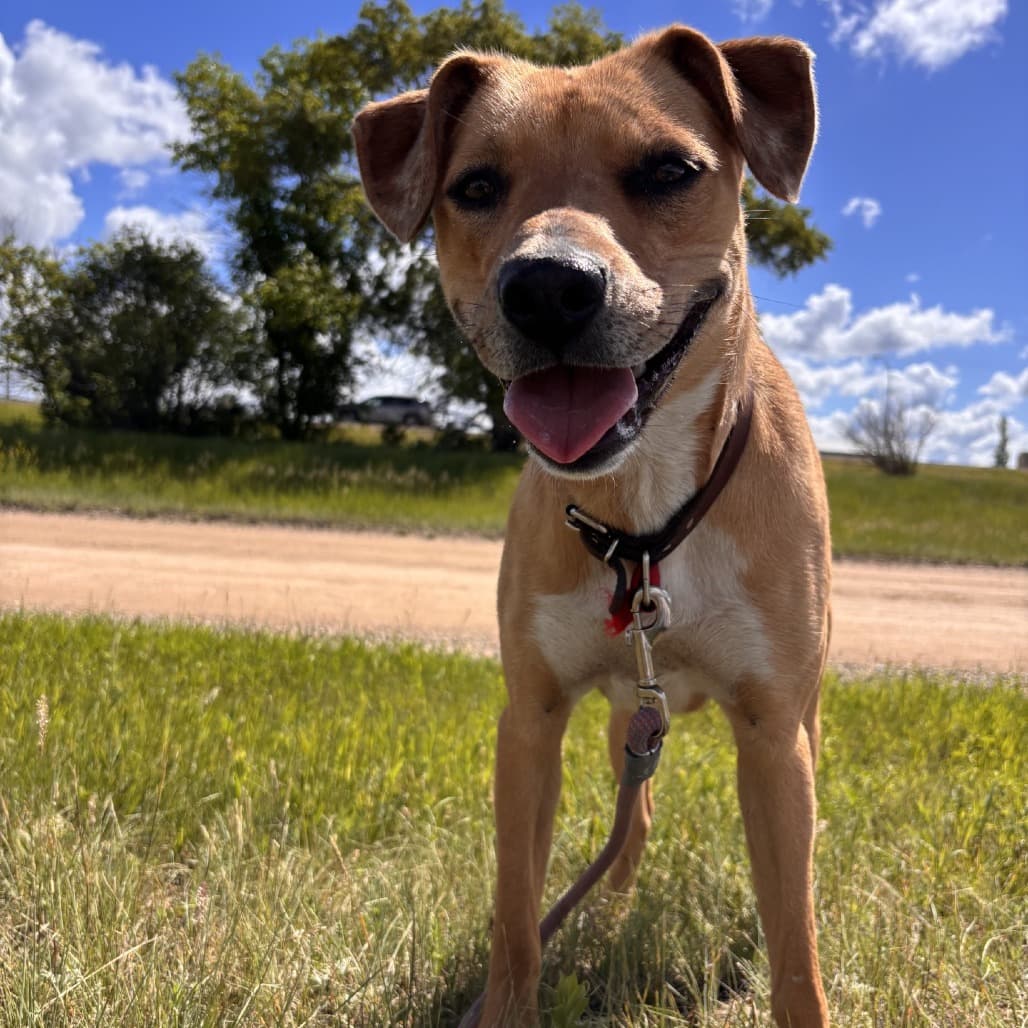 Winnie - Mixed Breed (Medium) available for adoption