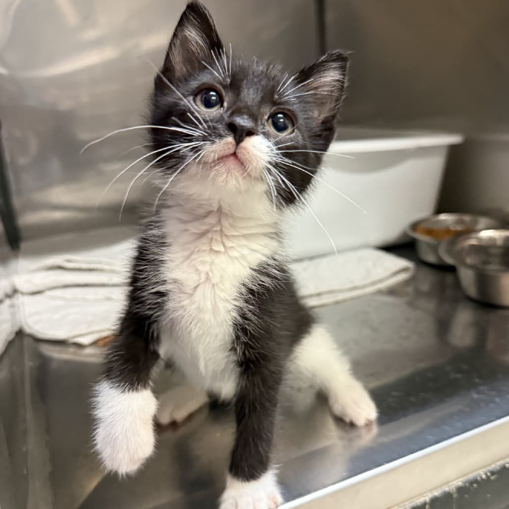 Tuck - Domestic Shorthair available for adoption