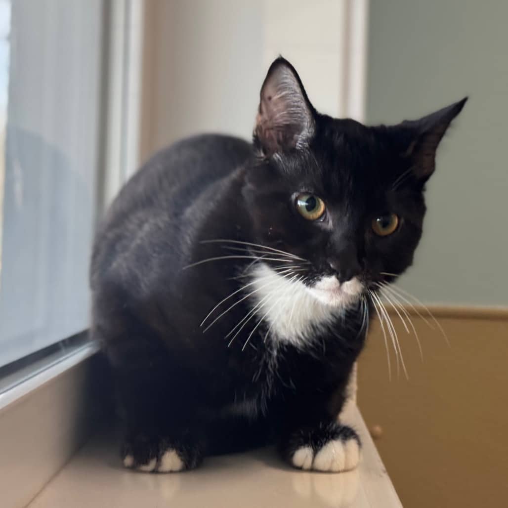 Benny - Domestic Shorthair available for adoption