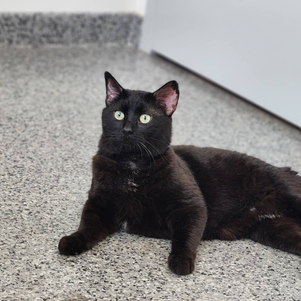 Shadow - Domestic Shorthair cat available for adoption at Battlefords Humane Society in North Battleford