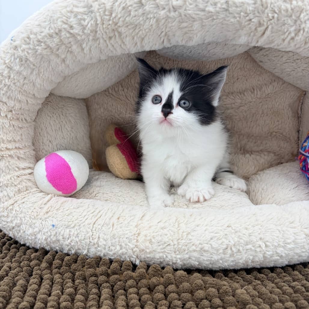 Fiddle - Domestic Longhair available for adoption