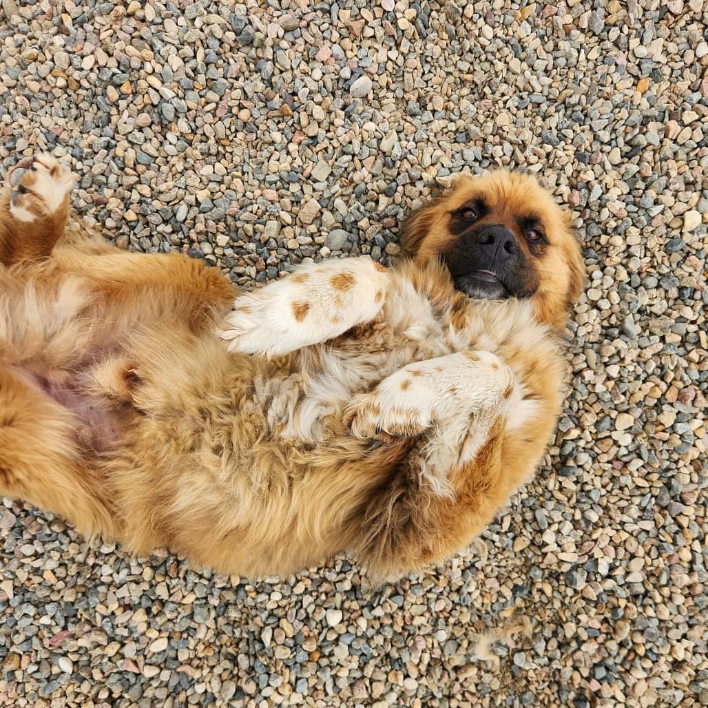 Tobias - Saint Bernard / Shepherd available for adoption in Saskatchewan
