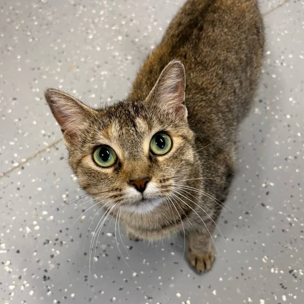 Gem - Domestic Shorthair cat available for adoption at North East SPCA in Melfort