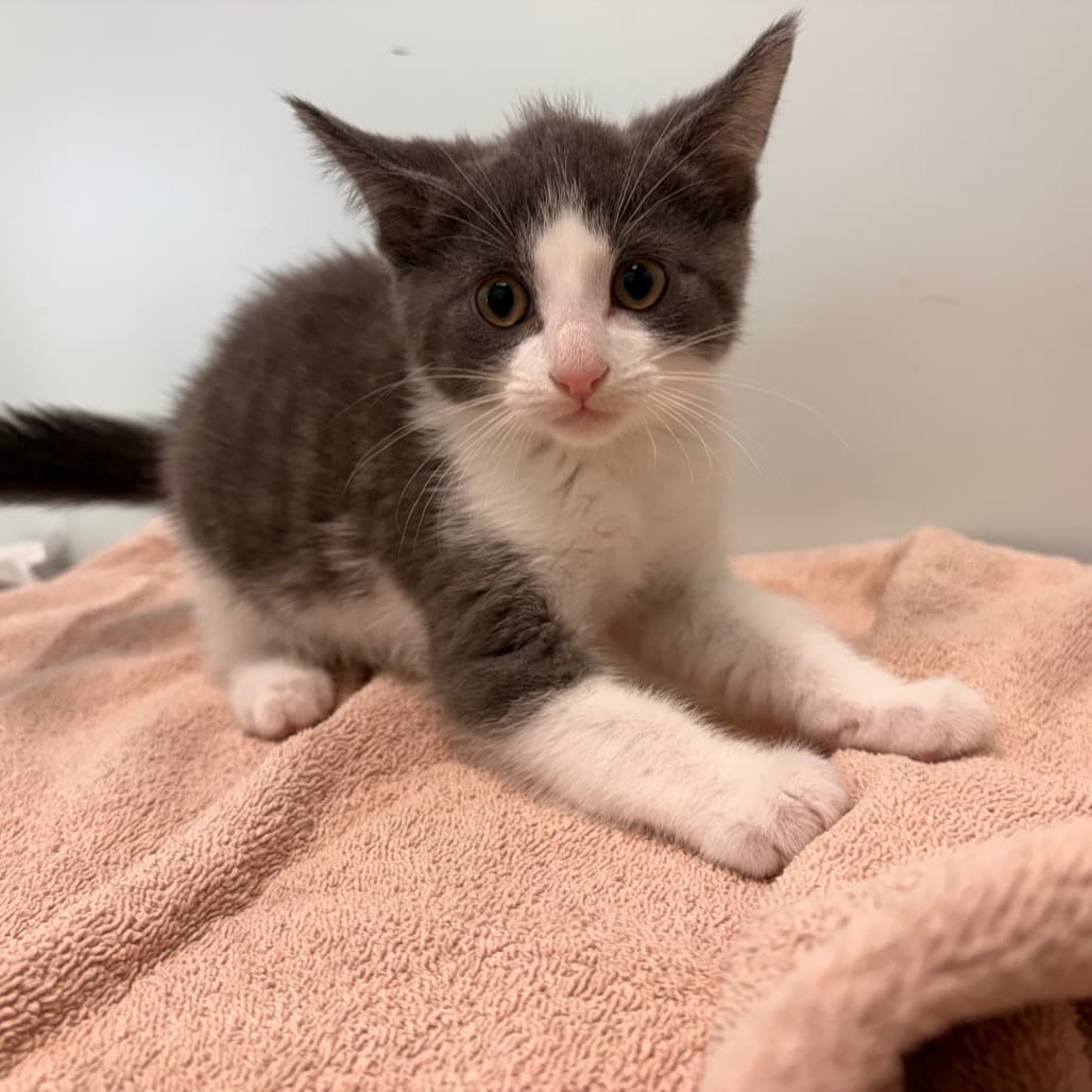 Rummy - Domestic Shorthair available for adoption