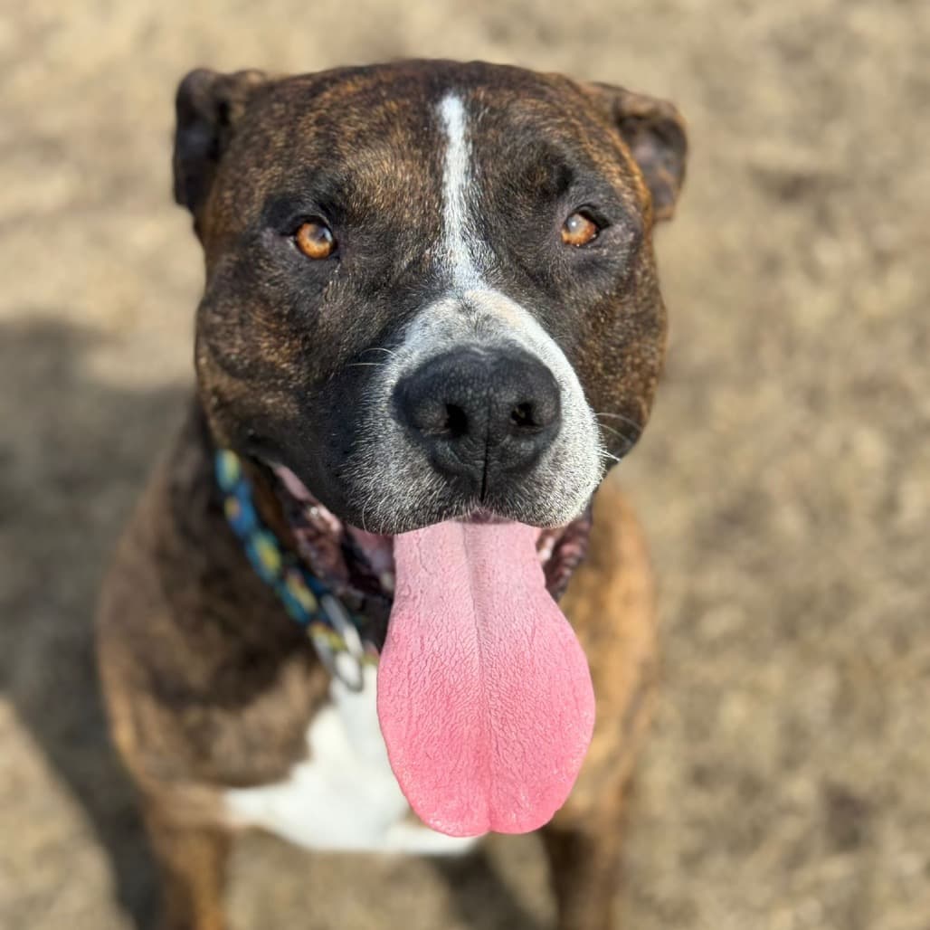 Scout - TERRIER, STAFFORDSHIRE BULL available for adoption in Calgary
