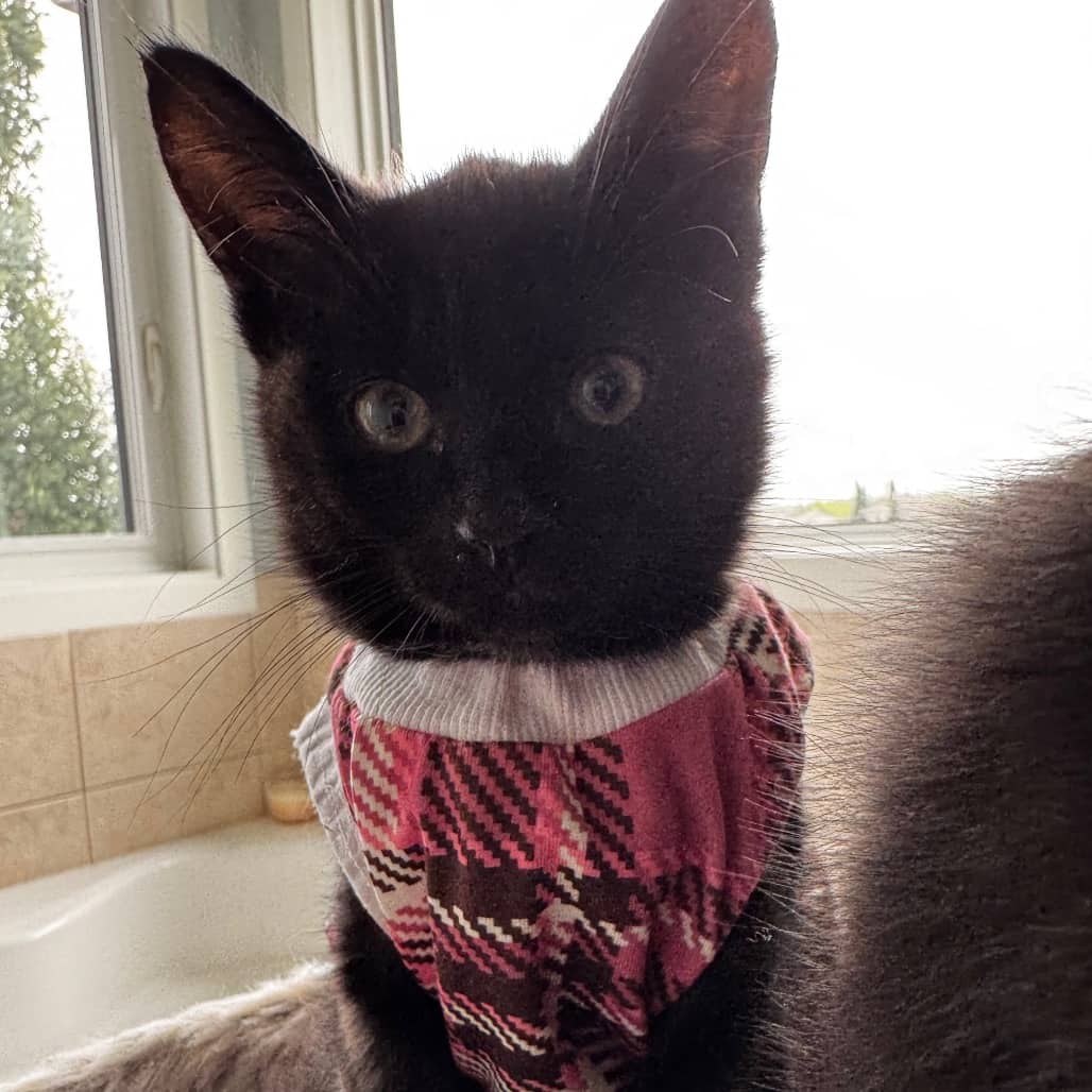 Starling - Domestic Shorthair cat available for adoption at SCARS in Edmonton (1 of 6)