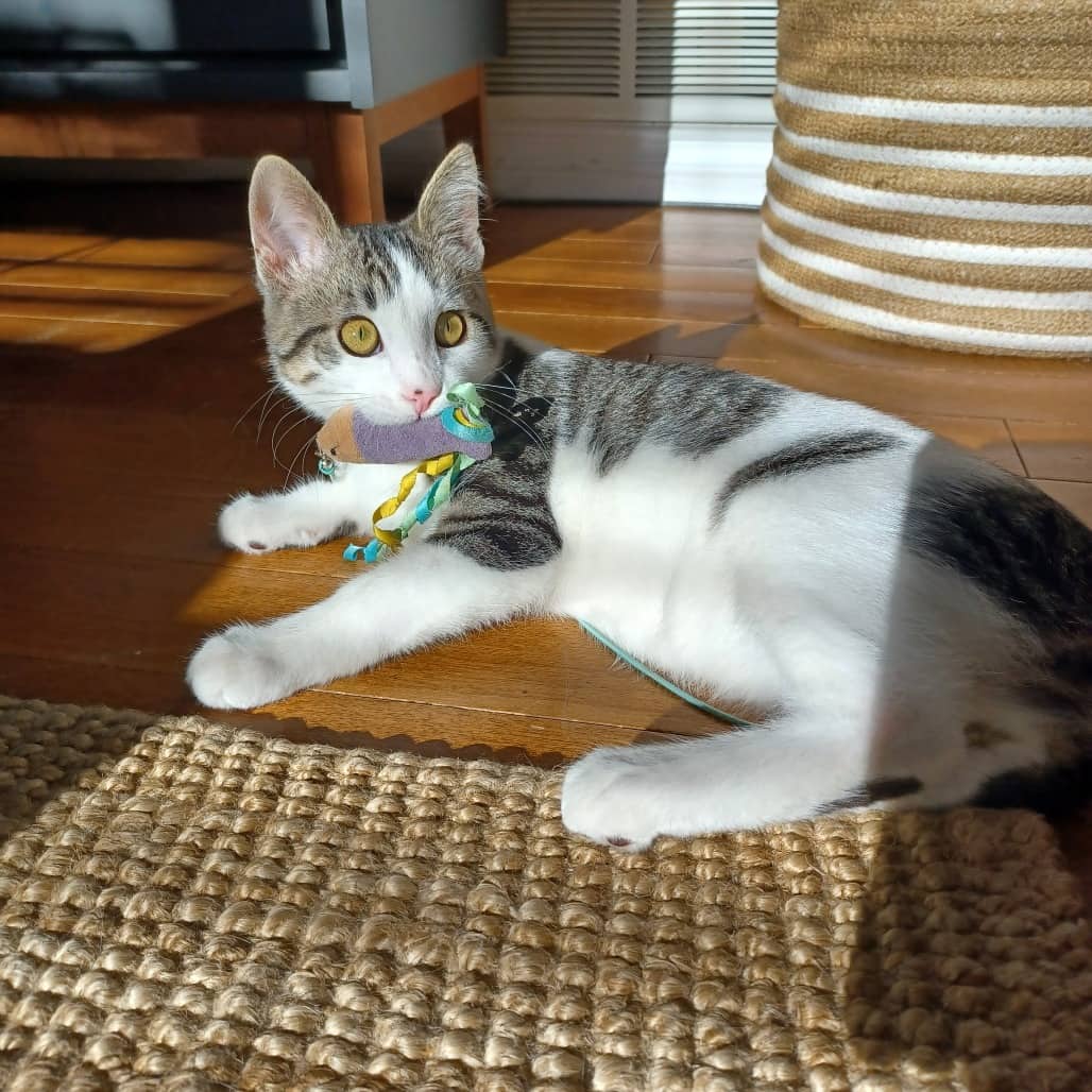 Simon - Domestic Shorthair available for adoption