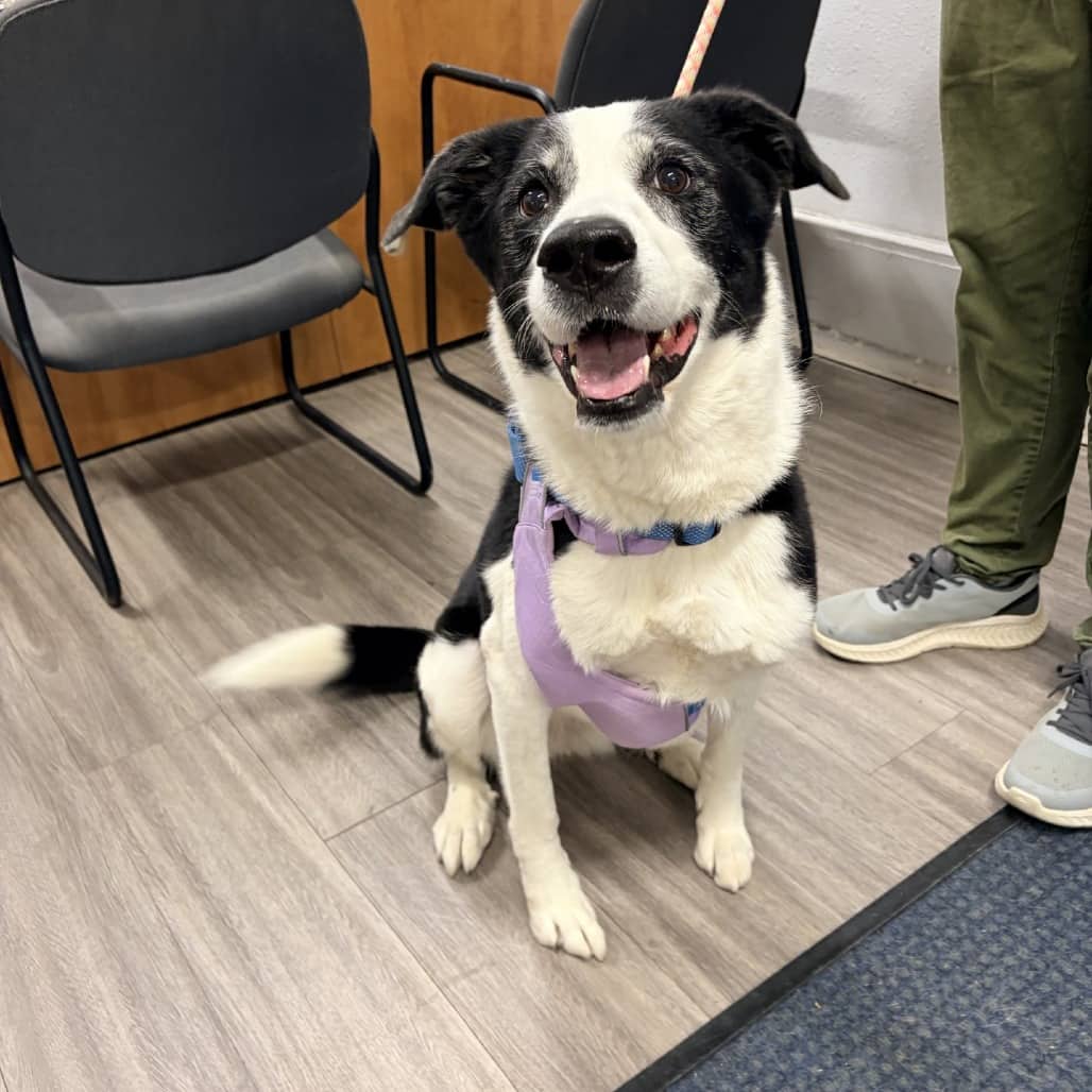 Nyla - Collie, Border / Pyrenees, Great available for adoption in Saskatchewan