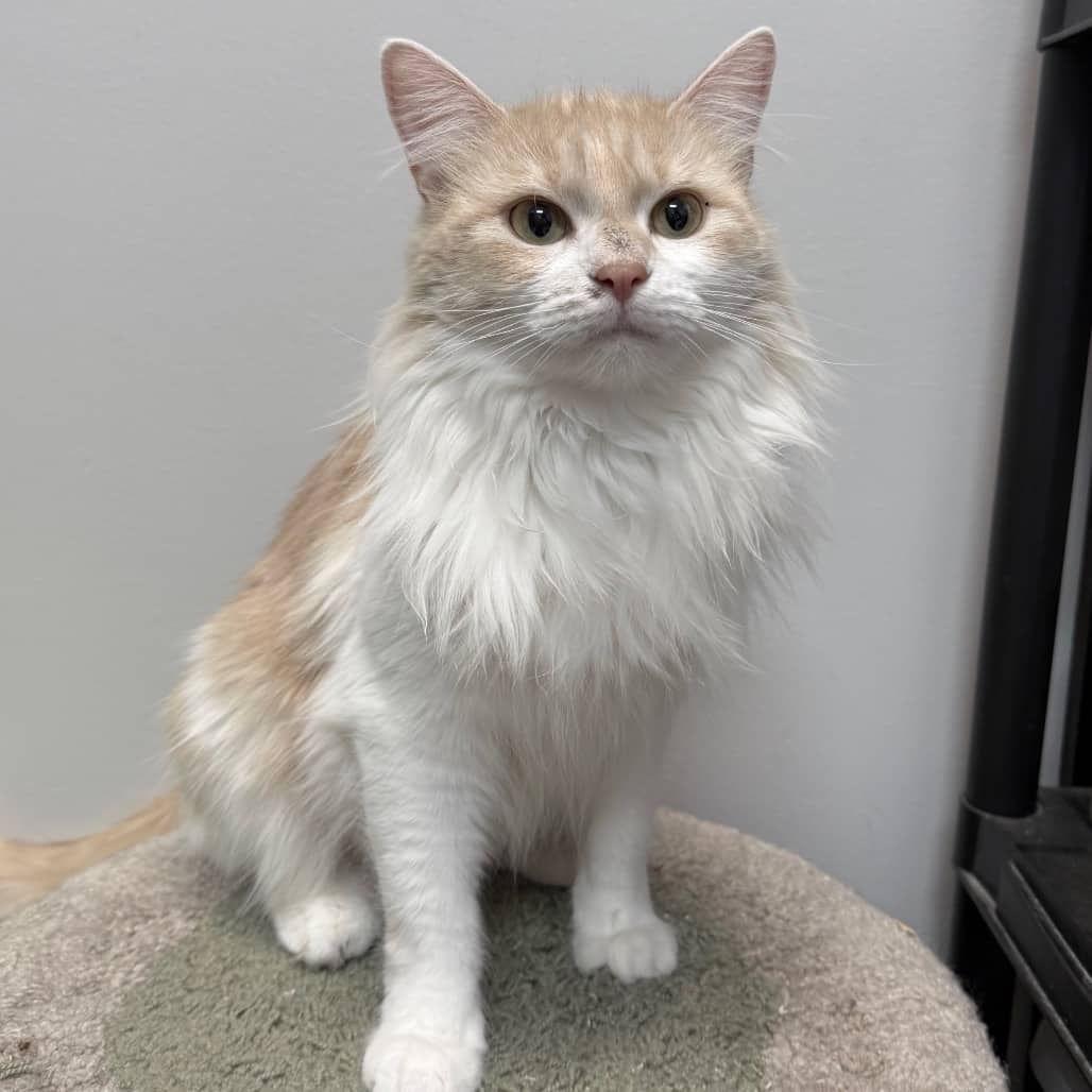 Ciara - Domestic Longhair cat available for adoption at SCARS in Edmonton (1 of 5)