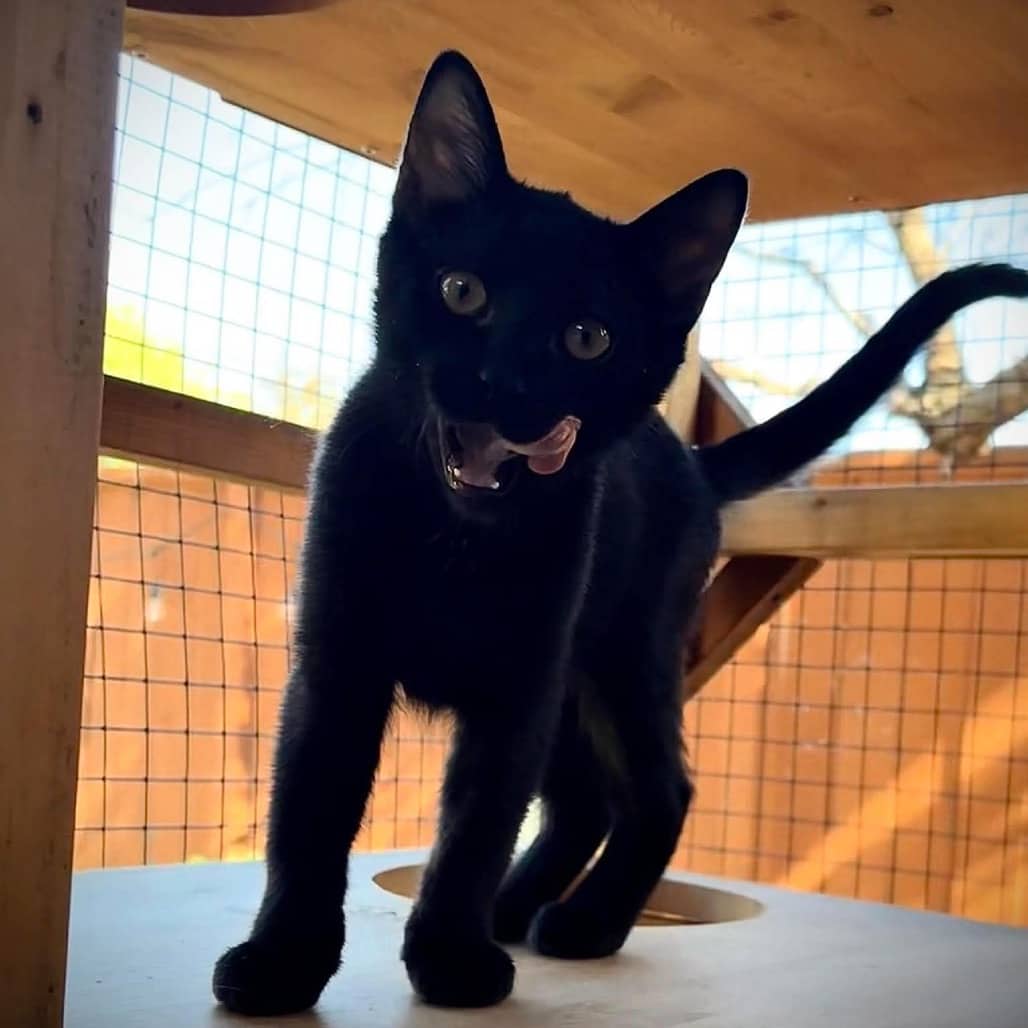 Current - Domestic Shorthair cat available for adoption at SCARS in Edmonton (1 of 6)