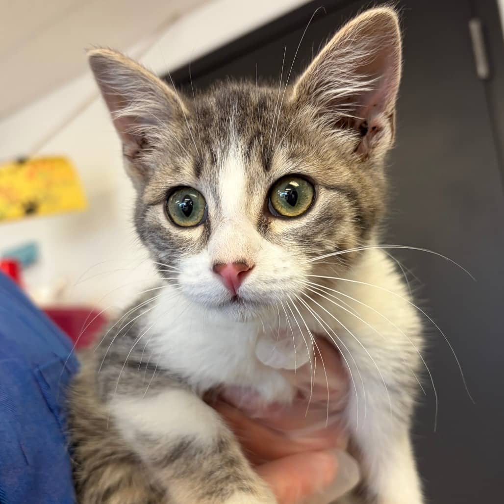 Ella - Domestic Shorthair available for adoption