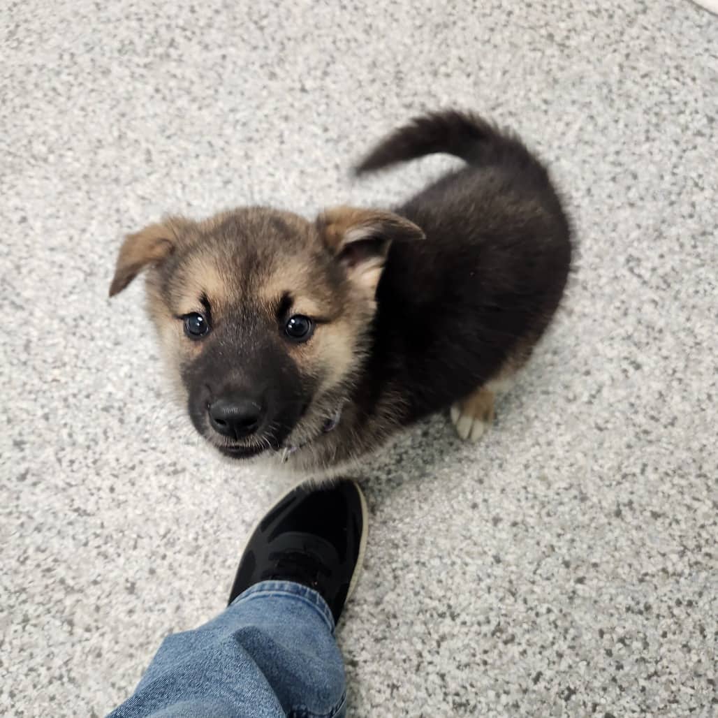 Carrie - Shepherd, German available for adoption in Calgary