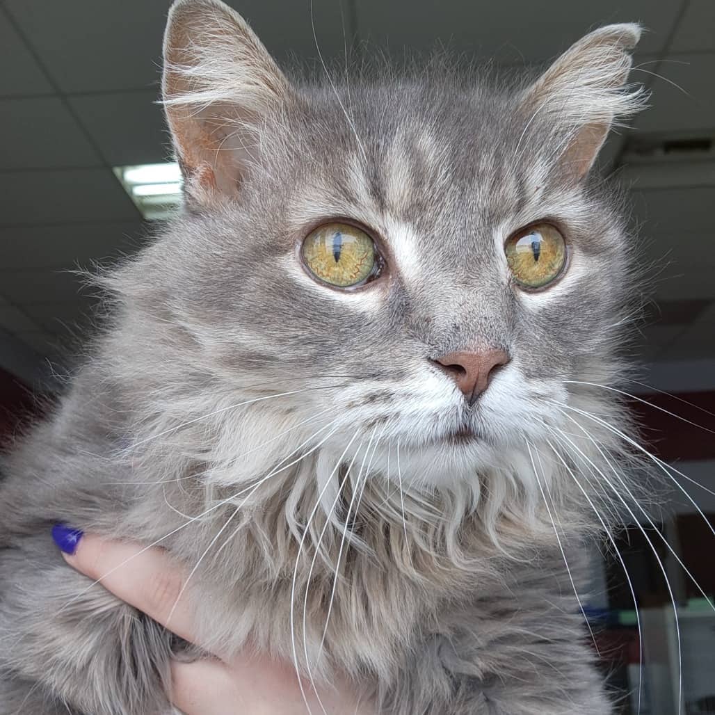 Lexis - Domestic Longhair available for adoption