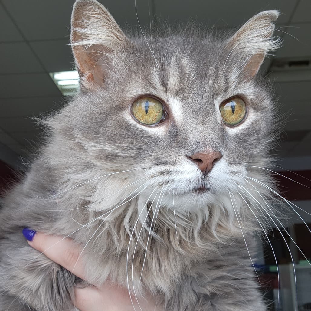 Lexis - Domestic Longhair cat available for adoption at Humboldt & District SPCA in Humboldt