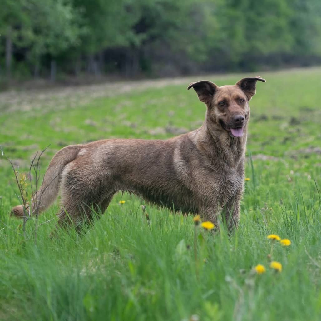 Marija - MIXED BREED available for adoption
