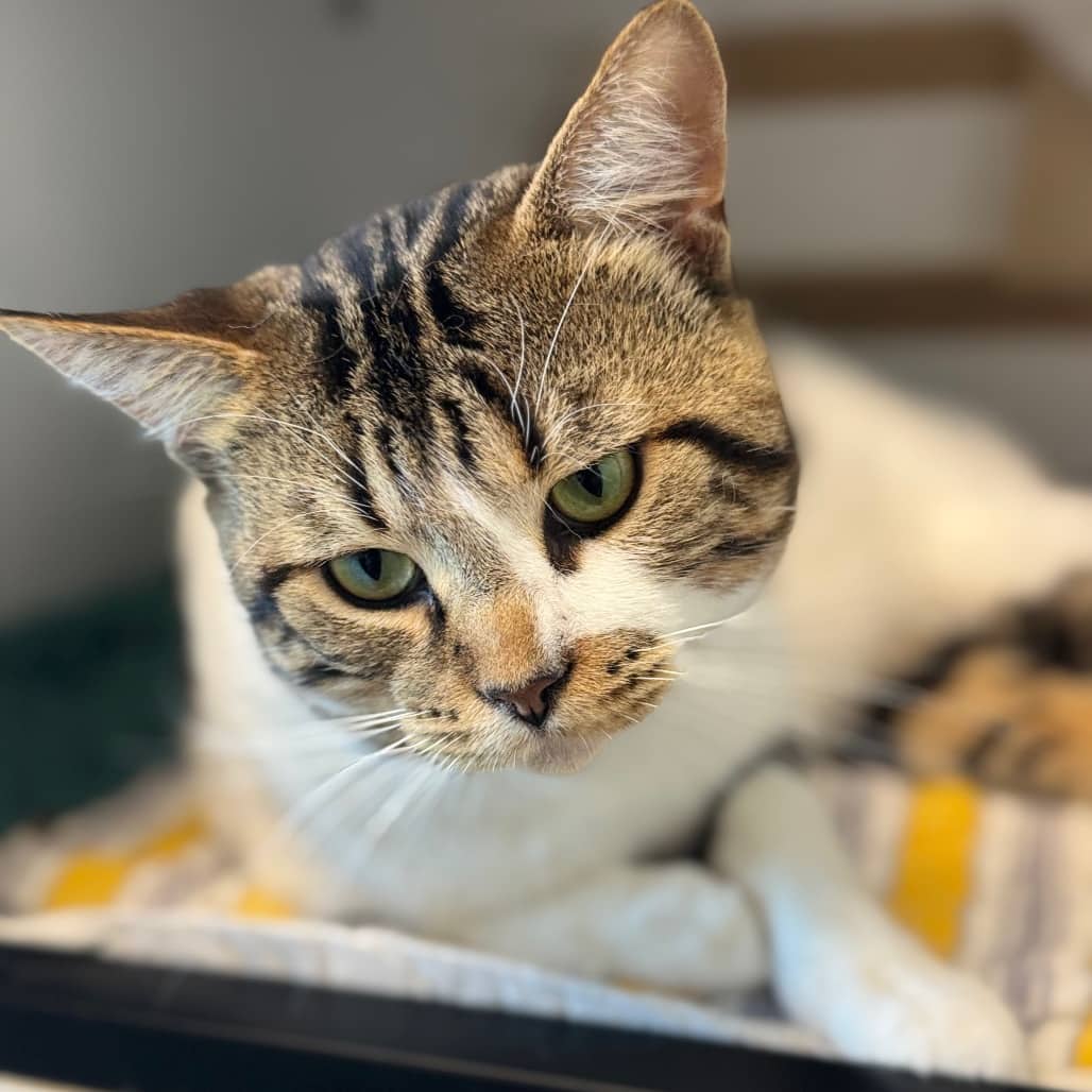 Chaos - Domestic Shorthair cat available for adoption at Battlefords Humane Society in North Battleford