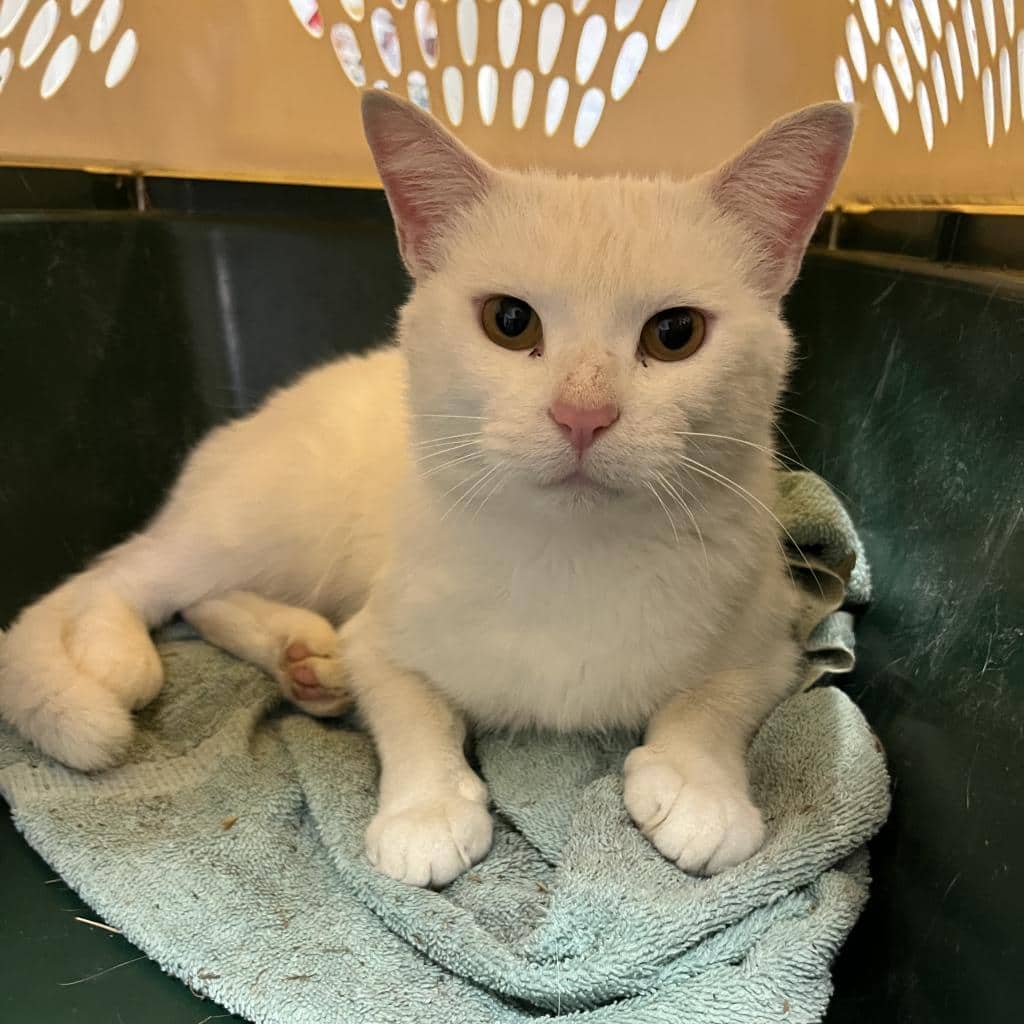 Ghost - Domestic Shorthair / Mix available for adoption