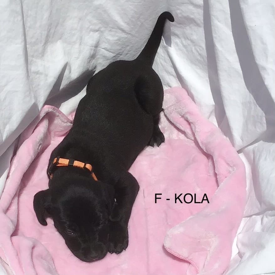 Kola - Mixed Breed available for adoption
