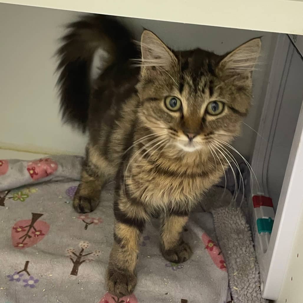 Gladys - Domestic Medium Hair cat available for adoption at Battlefords Humane Society in North Battleford