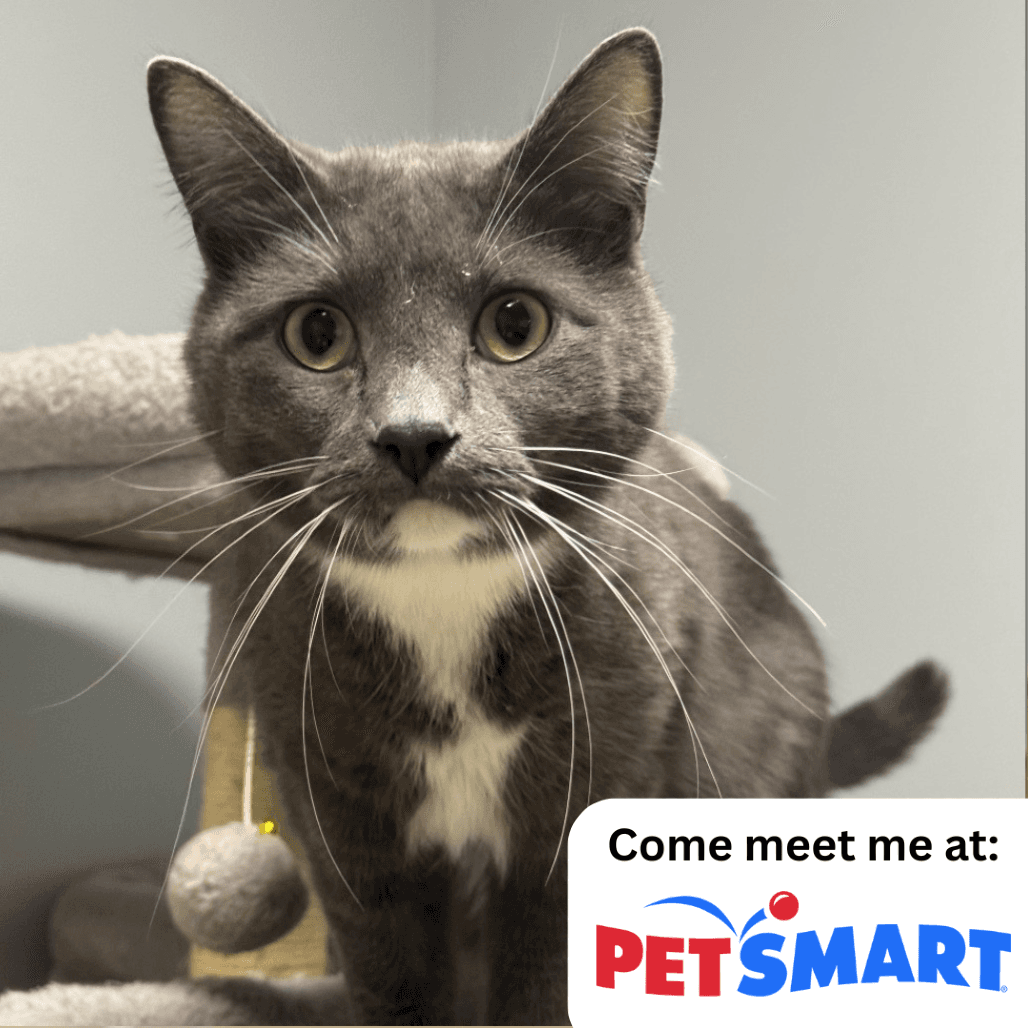 Minnie Mouse - Domestic Shorthair available for adoption