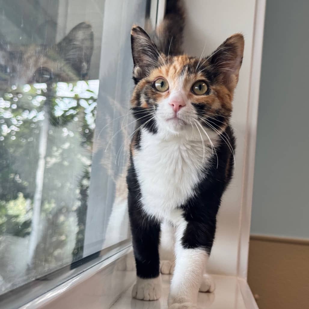 Chloe - Domestic Shorthair cat available for adoption at Prince Albert SPCA in Prince Albert