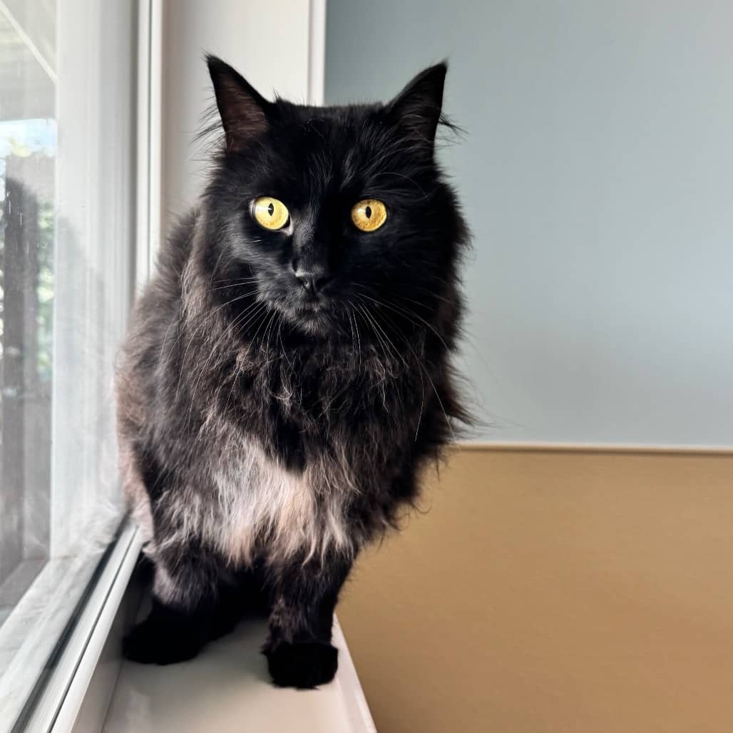 Po - Domestic Longhair available for adoption