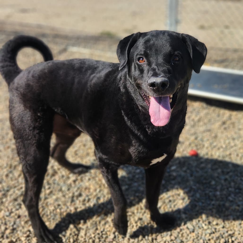Ash - Retriever, Chesapeake Bay / Hound available for adoption in Saskatchewan