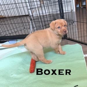 Boxer - RETRIEVER/MIX available for adoption