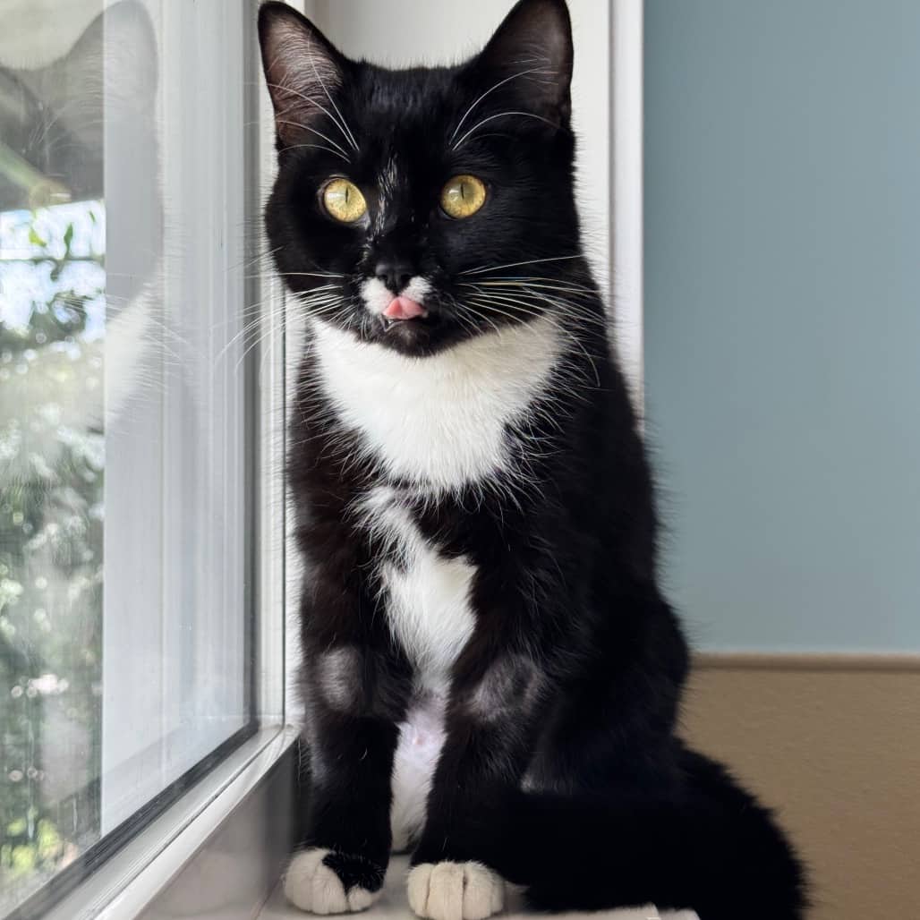 Cinder - Domestic Shorthair available for adoption