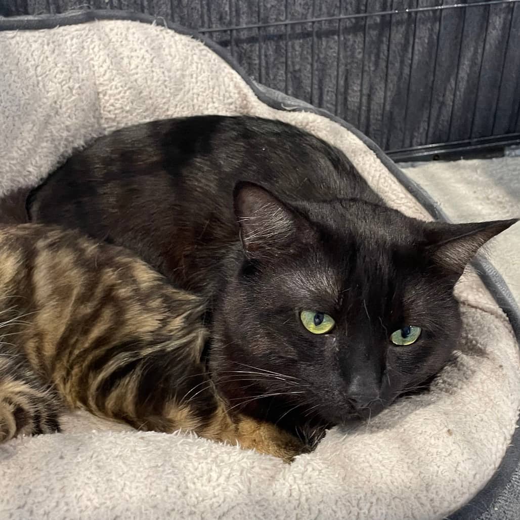 Emery - Domestic Longhair available for adoption