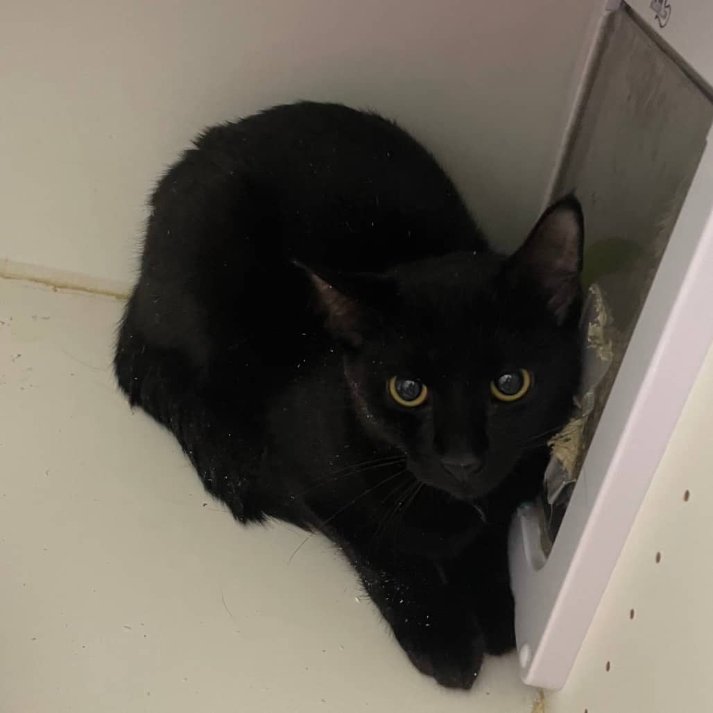 Connie - Domestic Shorthair cat available for adoption at Battlefords Humane Society in North Battleford