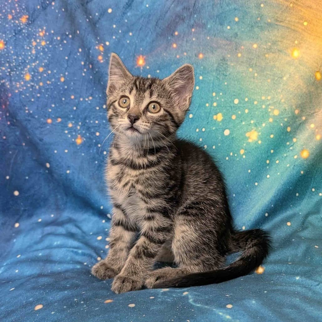 Titania - Domestic Shorthair cat available for adoption at Vancouver Orphan Kitten Rescue Association in Vancouver