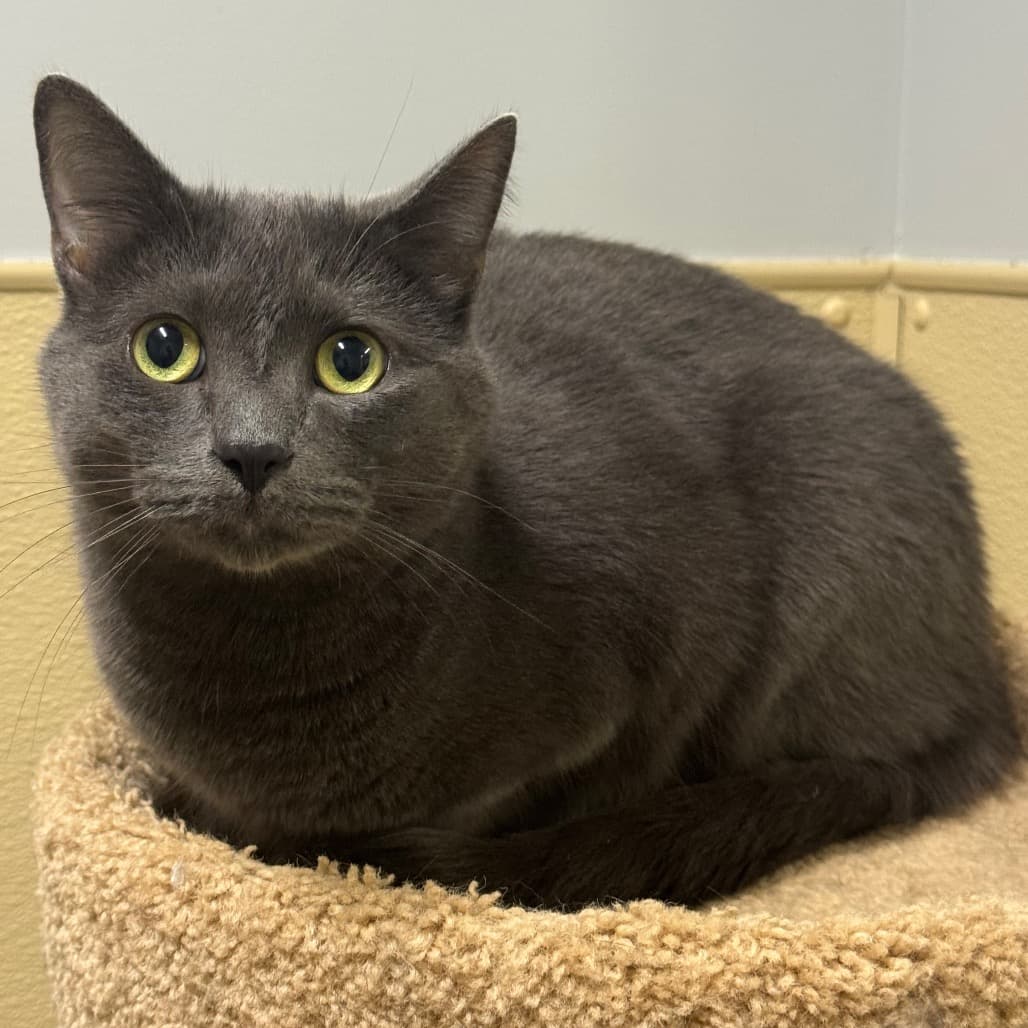 Mickey - Domestic Shorthair cat available for adoption in Calgary