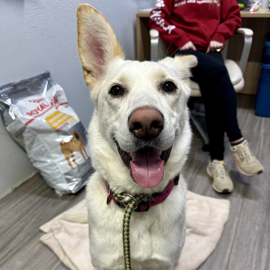 Sandy - Husky / Mixed Breed (Medium) available for adoption in Calgary