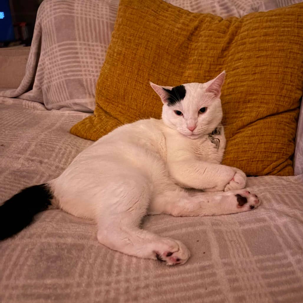 Missy - Domestic Shorthair available for adoption