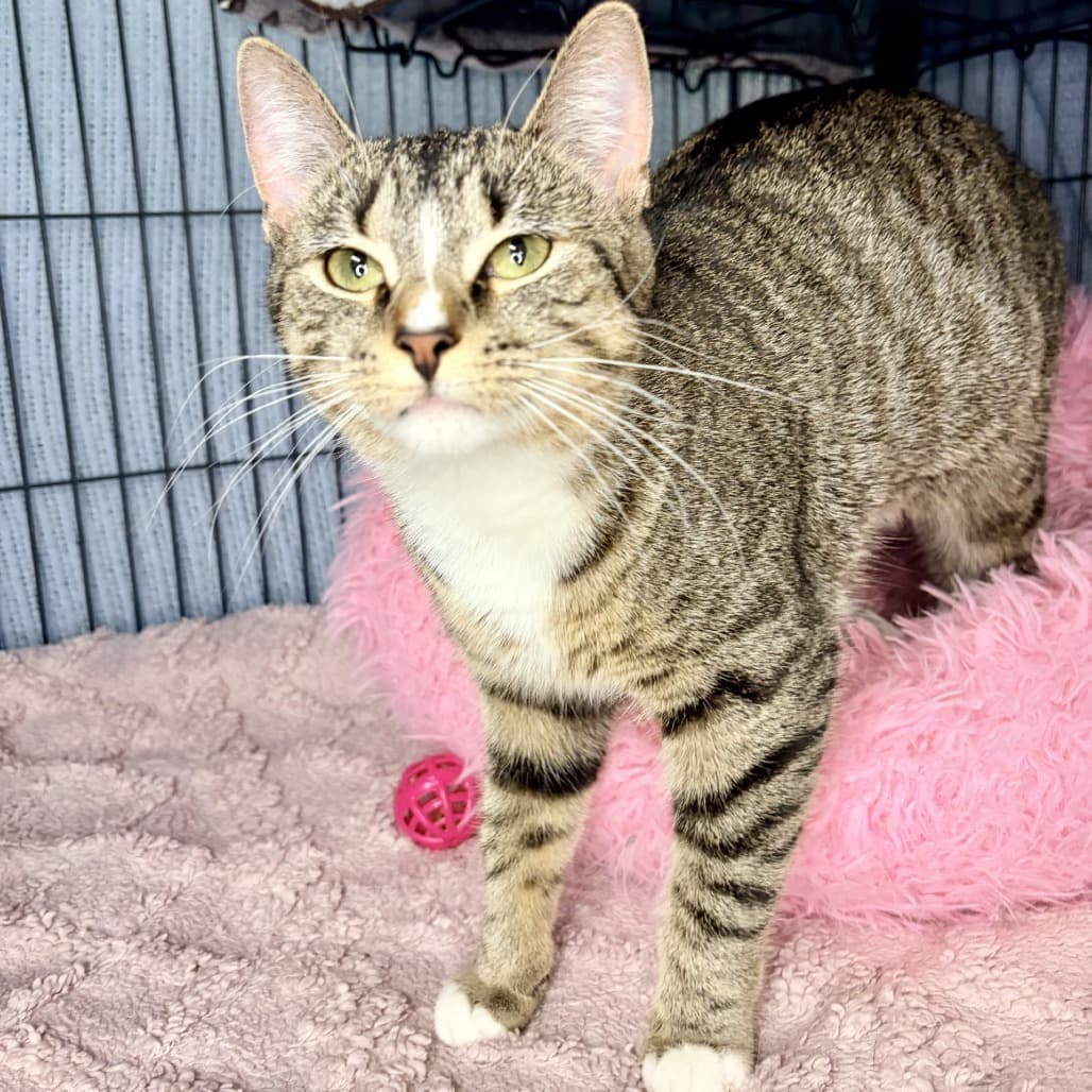 Sherpa - Domestic Shorthair cat available for adoption in Calgary