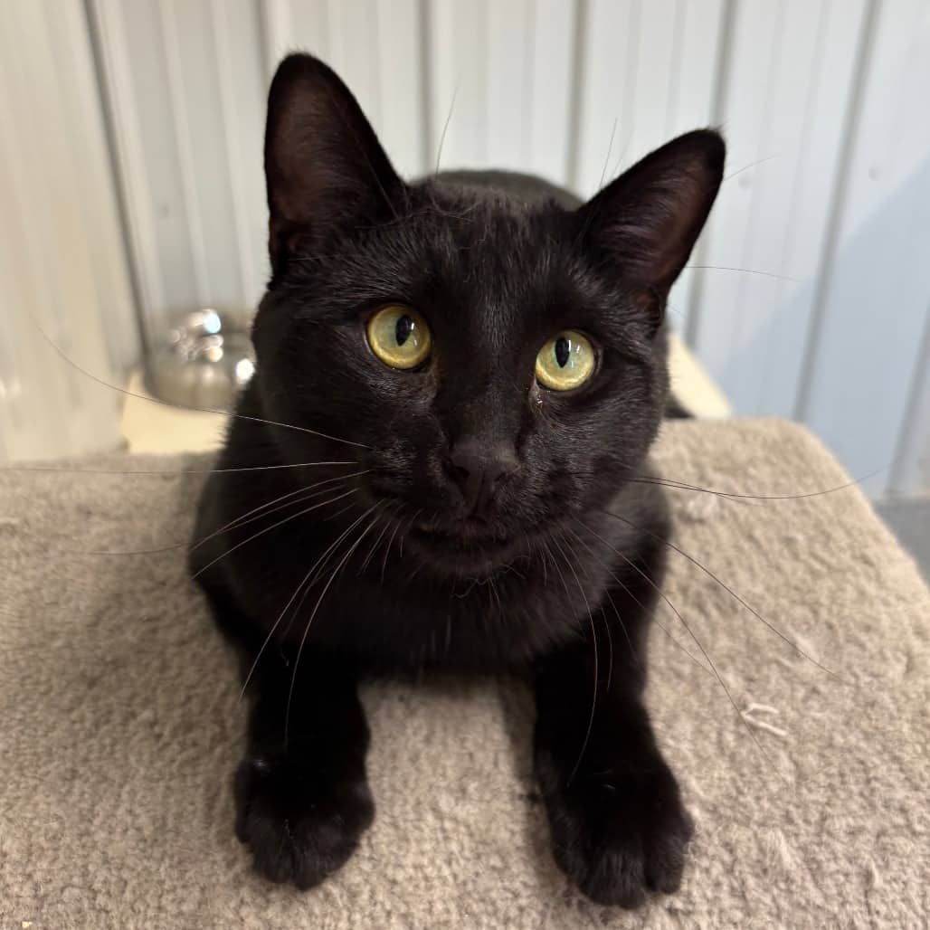 Lupin - Domestic Medium Hair cat available for adoption in Saskatchewan