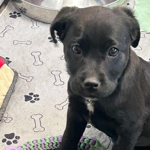 Kerplunk - RETRIEVER, LABRADOR available for adoption at SCARS in Calgary